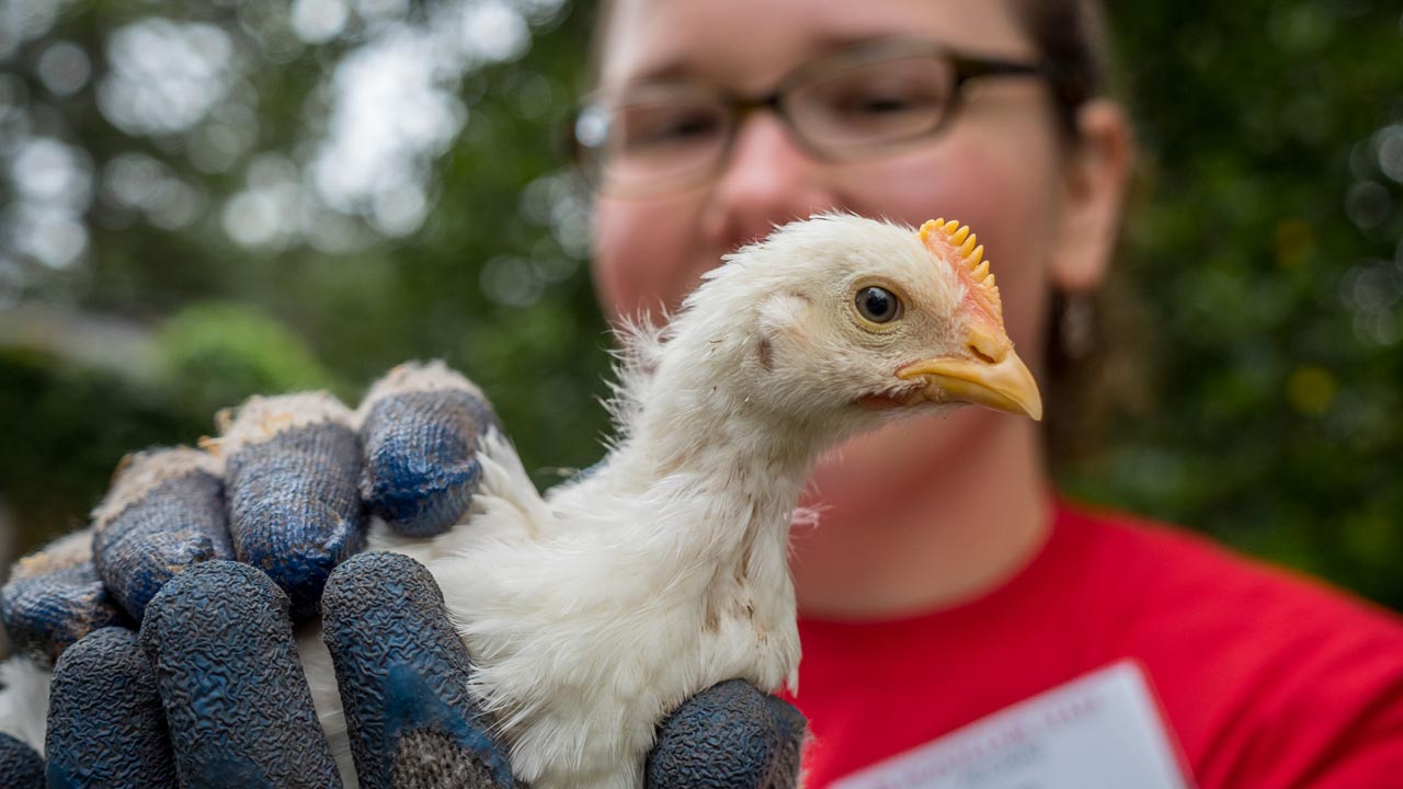 Photo of a student handling a chick with gloves
