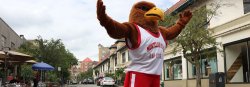 Rocky the Red Hawk standing in the business section of downtown Montclair