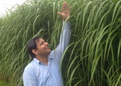 Pankaj Lal observing biofuel crops