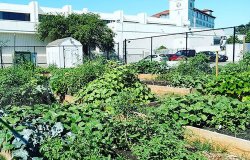 community garden flourishing