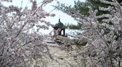 Image of the College Hall belltower as seen through tree branches with blooming spring flowers.