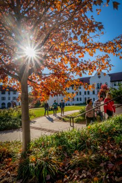Campus scene including fall foliage, groups of students walking, and the sun shining behind a tree.