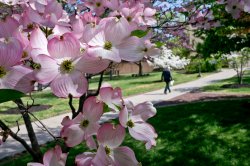 Close up photo of flower blossoms with a person walking on campus in the background.