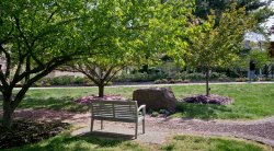 Photo of a bench and tree scene on campus in spring with flower blossoms on the ground.
