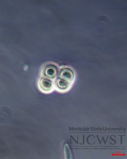 chroococcus (image 1)