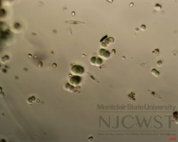chroococcus (image 2)