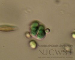 chroococcus (image 3)