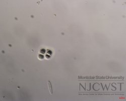 chroococcus (image 4)