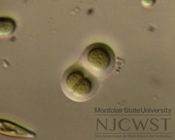 chroococcus (image 6)