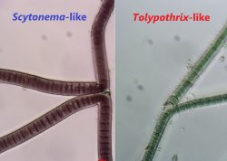 scytonema-like and tolypthrix-like false branching