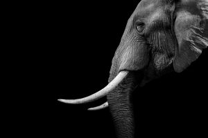 a black and white image of an elephant