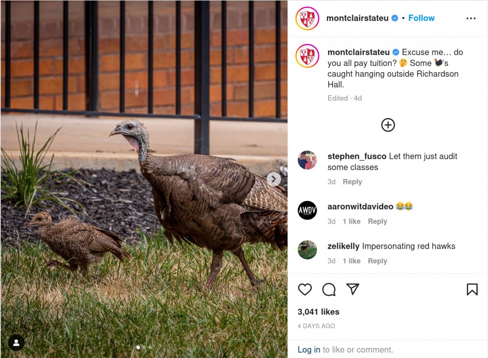 Excuse me… do you all pay tuition? Some turkeys caught hanging outside Richardson Hall.