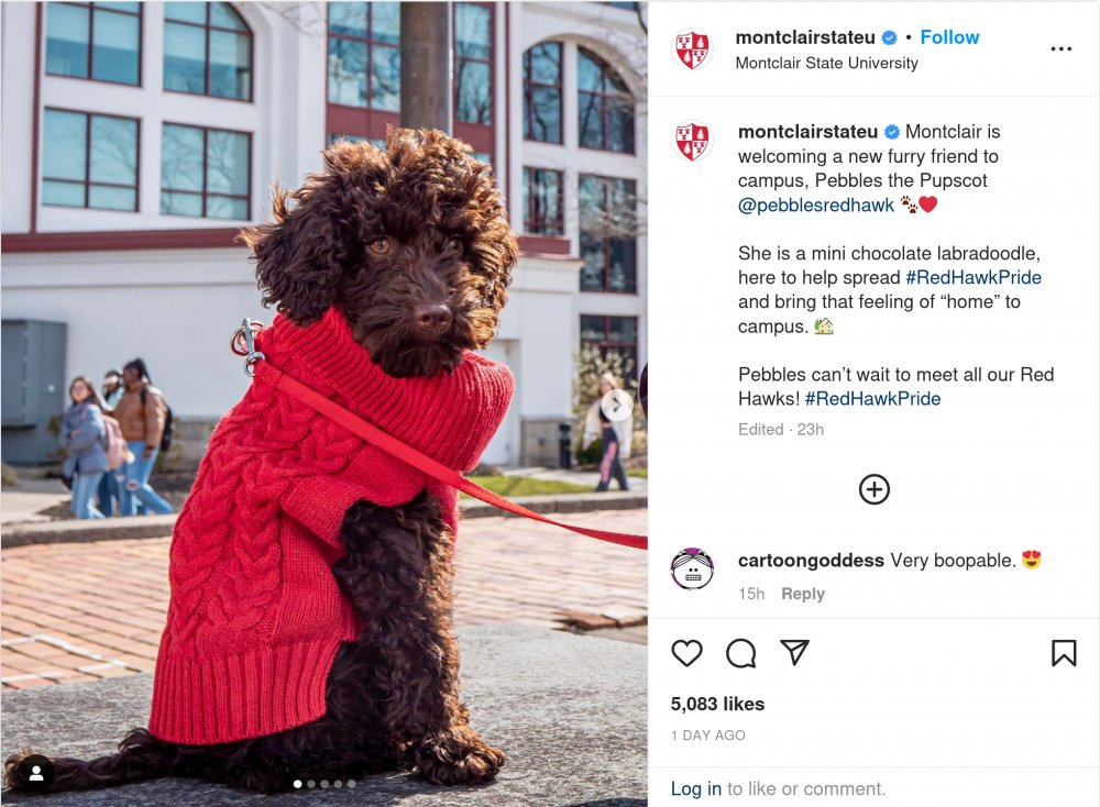 Montclair is welcoming a new furry friend to campus, Pebbles the Pupscot @pebblesredhawk She is a mini chocolate labradoodle, here to help spread #RedHawkPride and bring that feeling of “home” to campus. Pebbles can’t wait to meet all our Red Hawks! #RedHawkPride