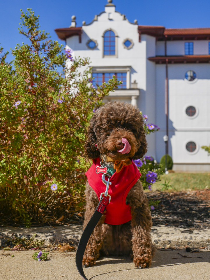 Photo of Pebbles the pupscot.