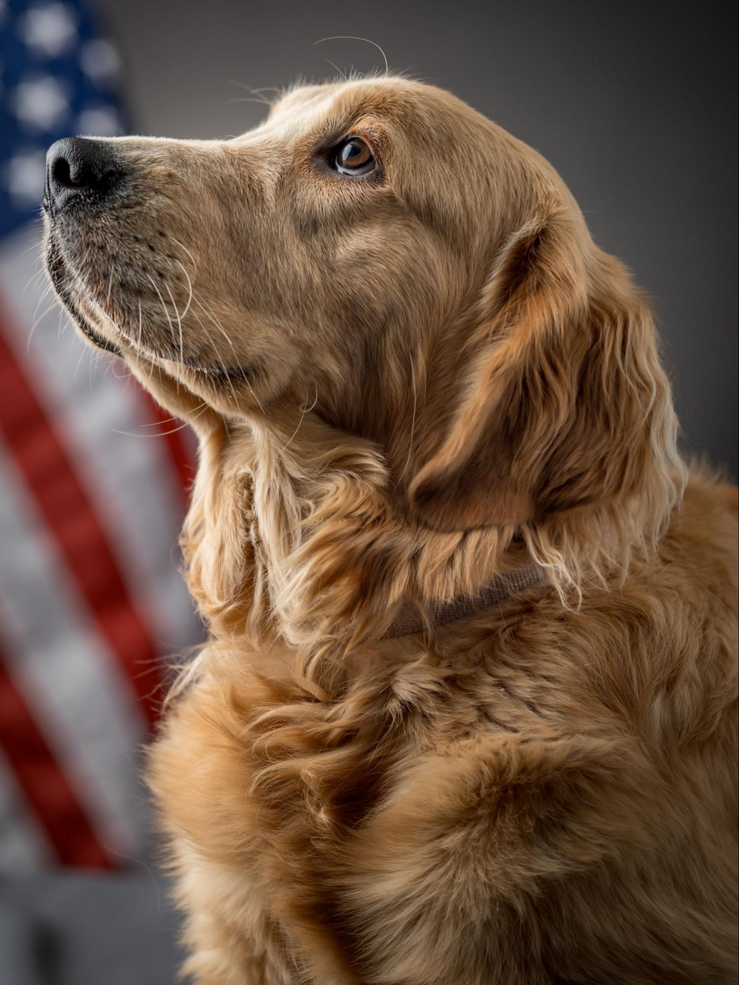 A photo of a dog in front of the American Flag