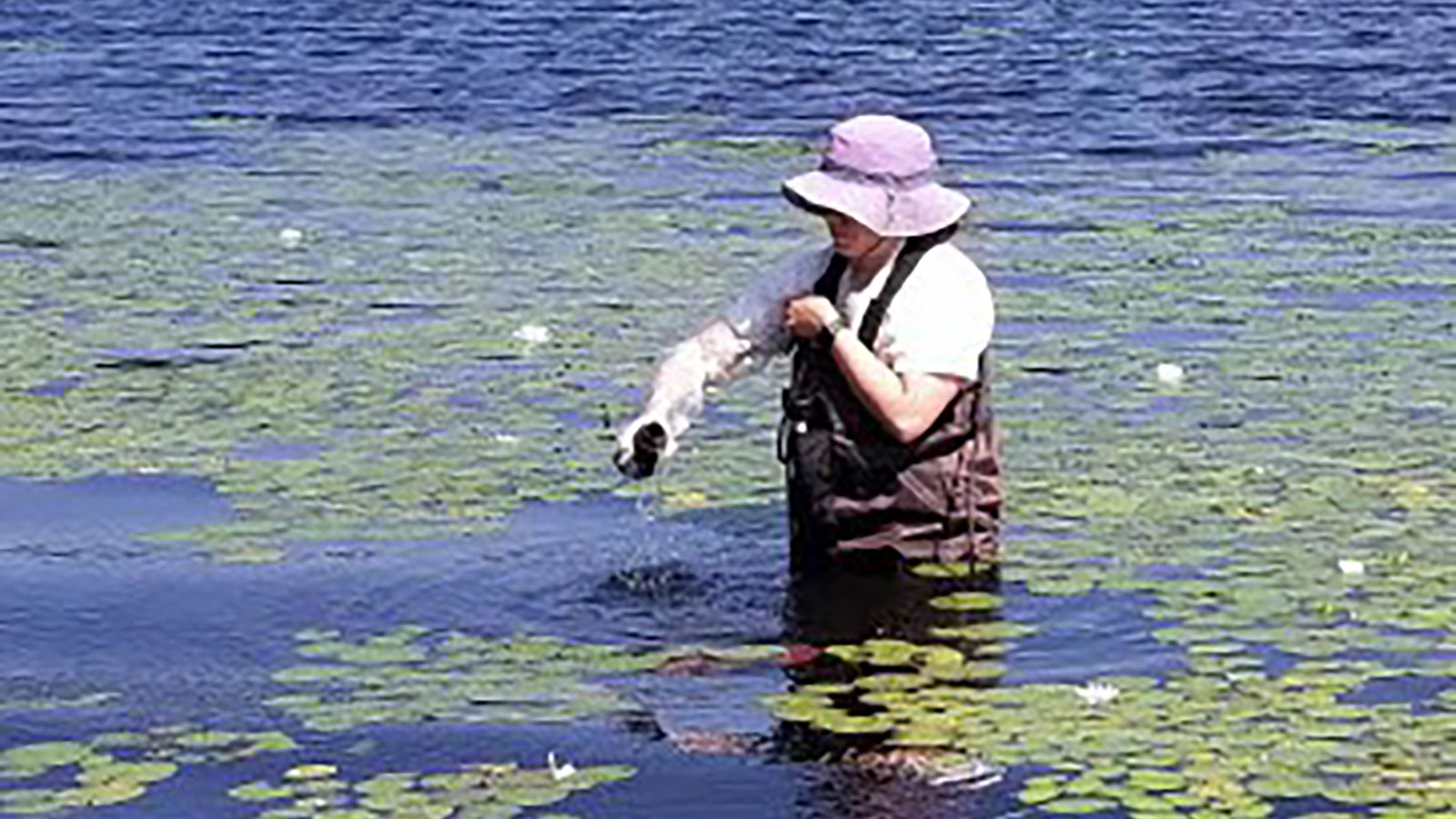 Citizen Scientist collecting water samples