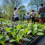 Seedlings ready for the growing season at Down Bottoms Farm. The garden encourages healthy initiatives and hosts a Farmer’s Market every Saturday from mid-May through the end of October, providing access to fresh, locally grown produce to the residents of the Ironbound.