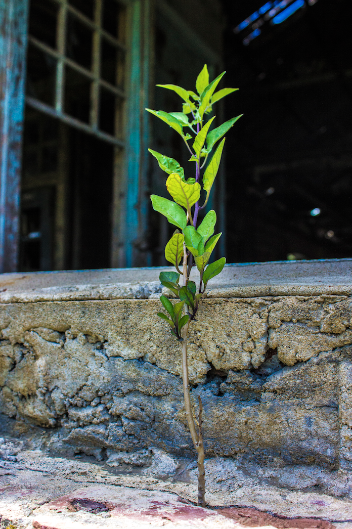 plant growing out of pavement