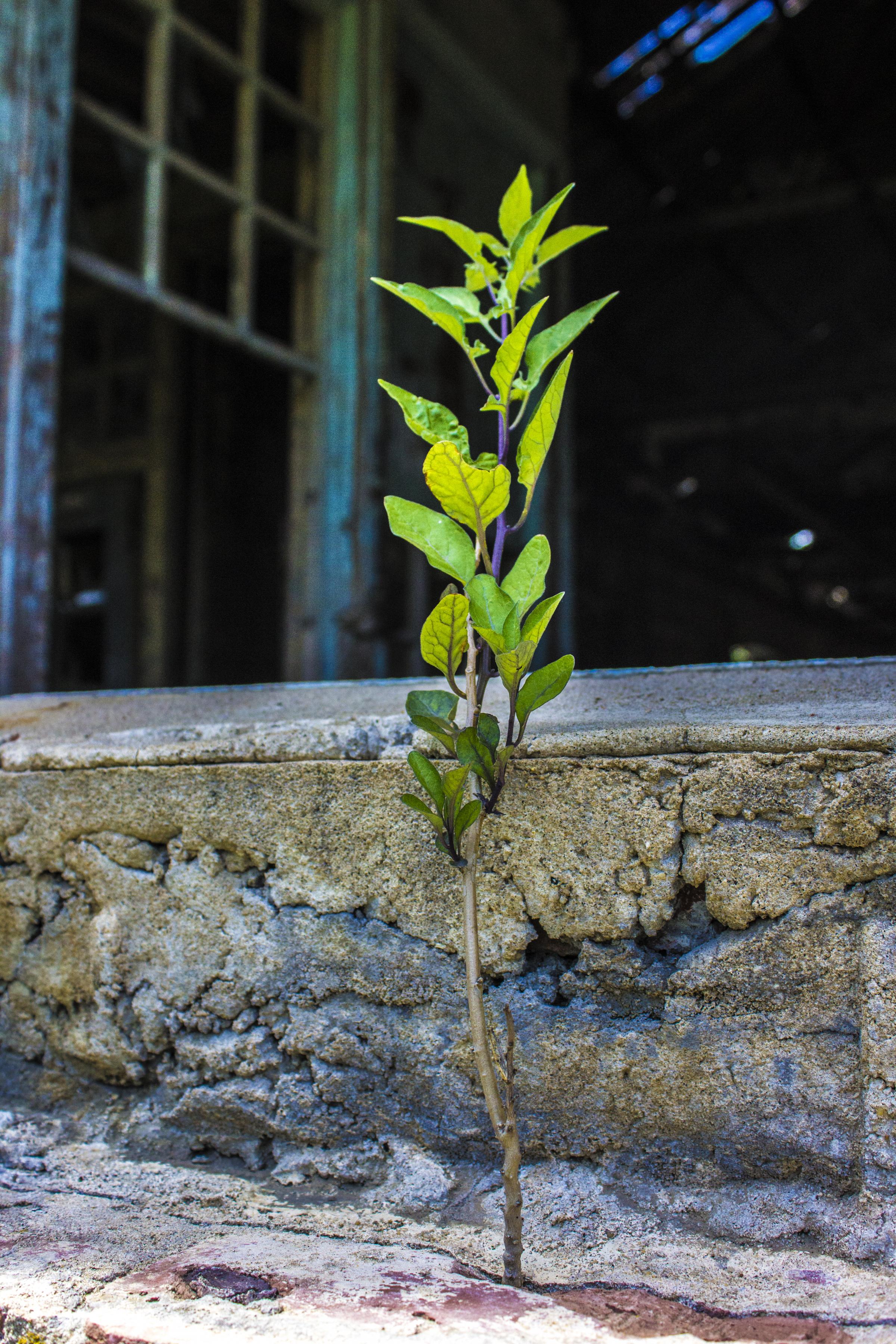 An image from Catherine Delaney's project "Nature's Persistence"
