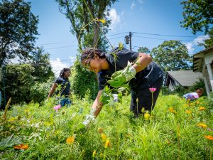 Volunteers weeding