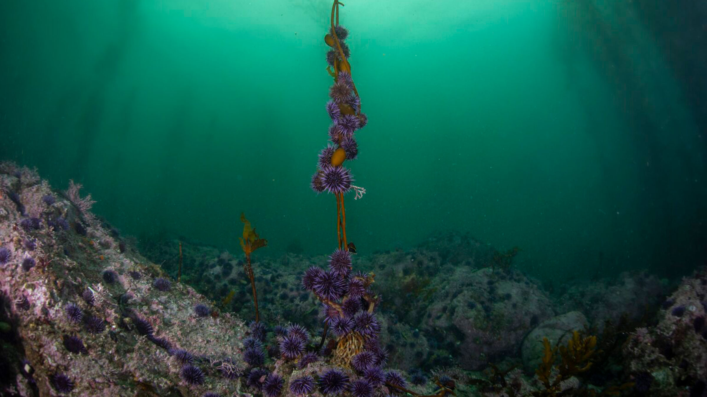 in-the-pacific-global-warming-disrupted-the-ecological-dance-of