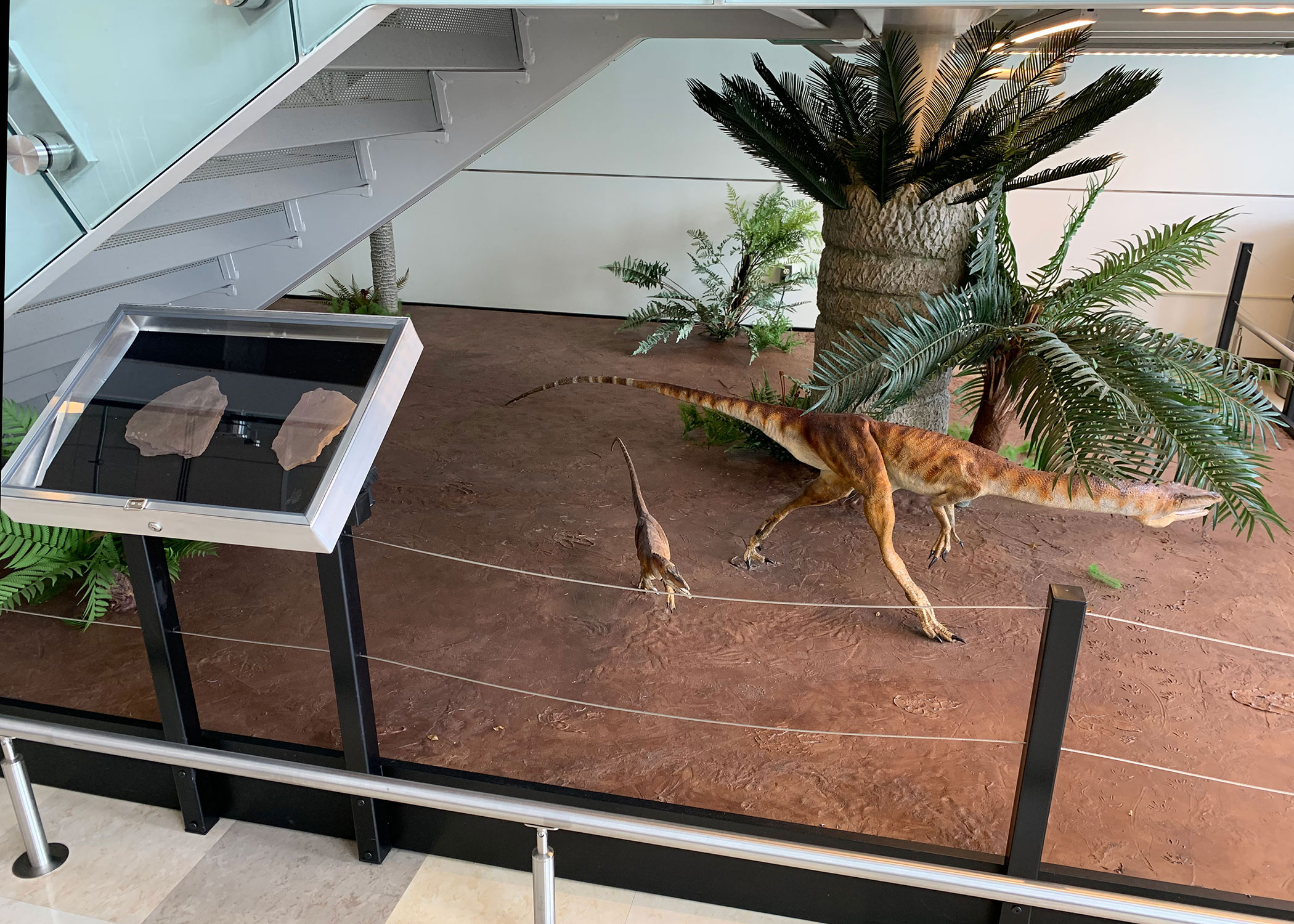 CELS dinosaur exhibit