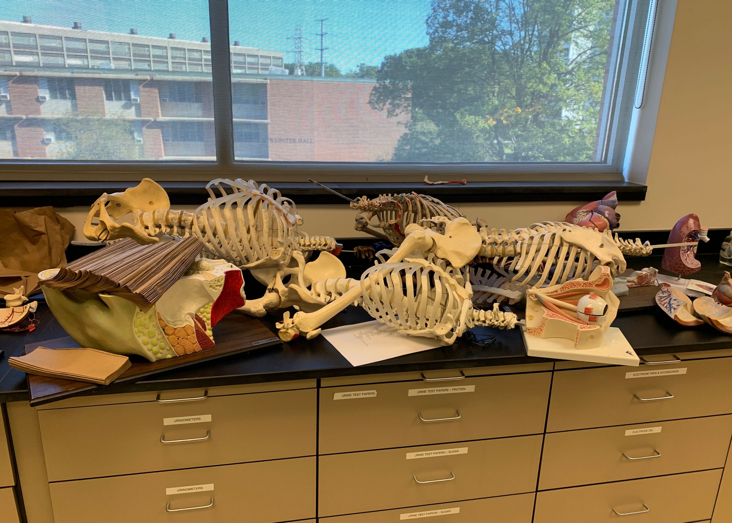 skeletons in SCIE 215