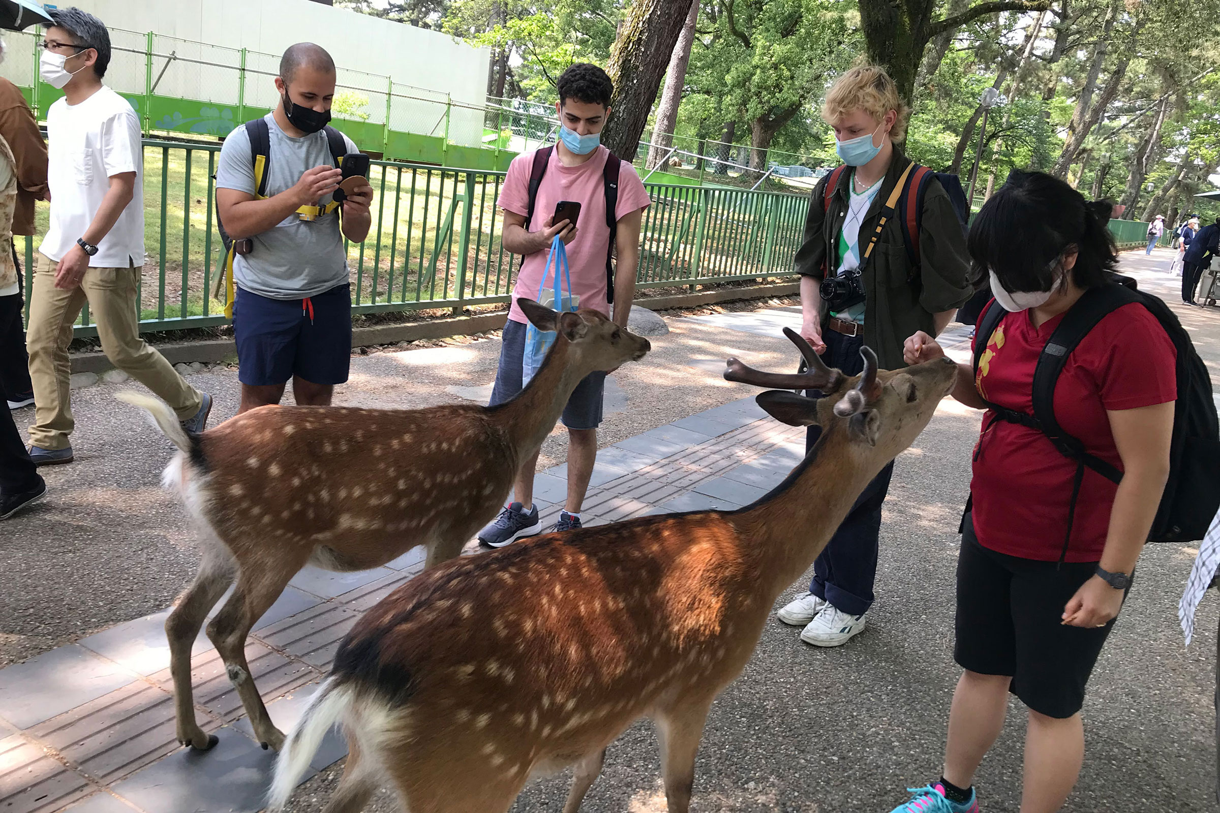 student petting deer