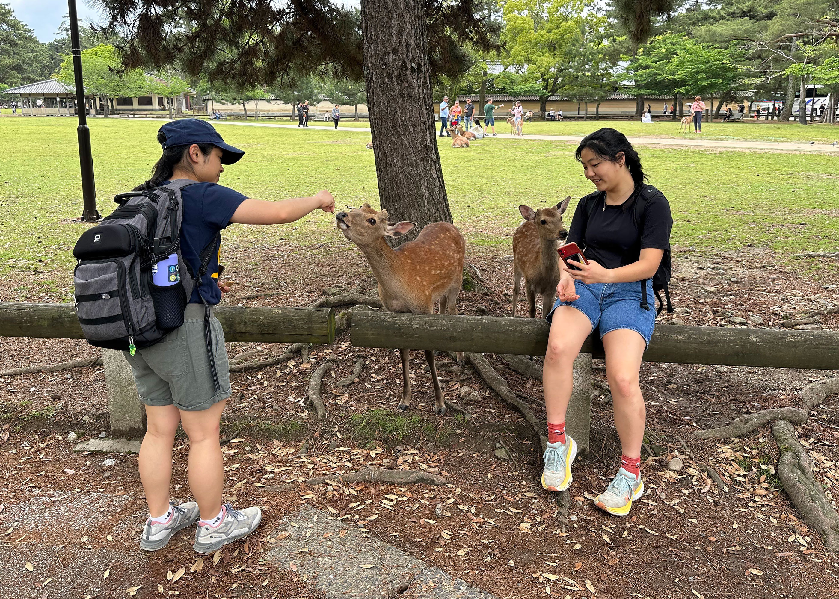 students feeding deer