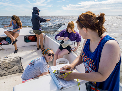 jellyfish research on the Barnegat Bay