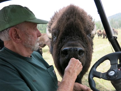 Michael Hausman feeding a Bison
