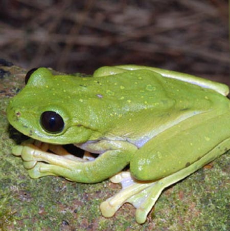 Tree frog, Nyctimystes