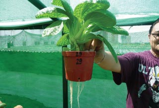 Photo of researcher holding up a mature plant.