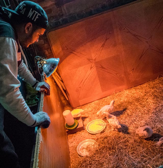 Photo of student checking on chicks under a heat lamp