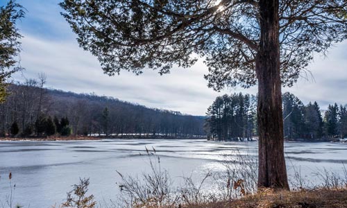 Photo of a riverbank with a tree in the foreground.