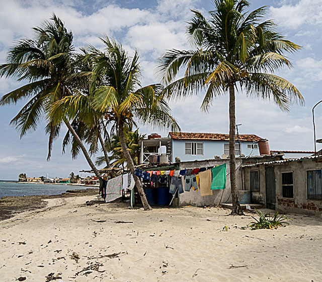 Shack amidst palm trees in Cuba.