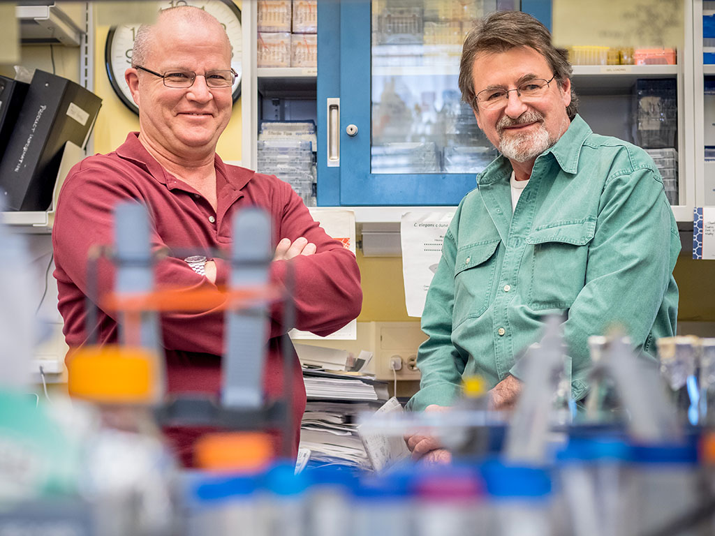 David Rotella (left) and John Siekierka are working with an NIH grant to search for new antimalarial treatments.