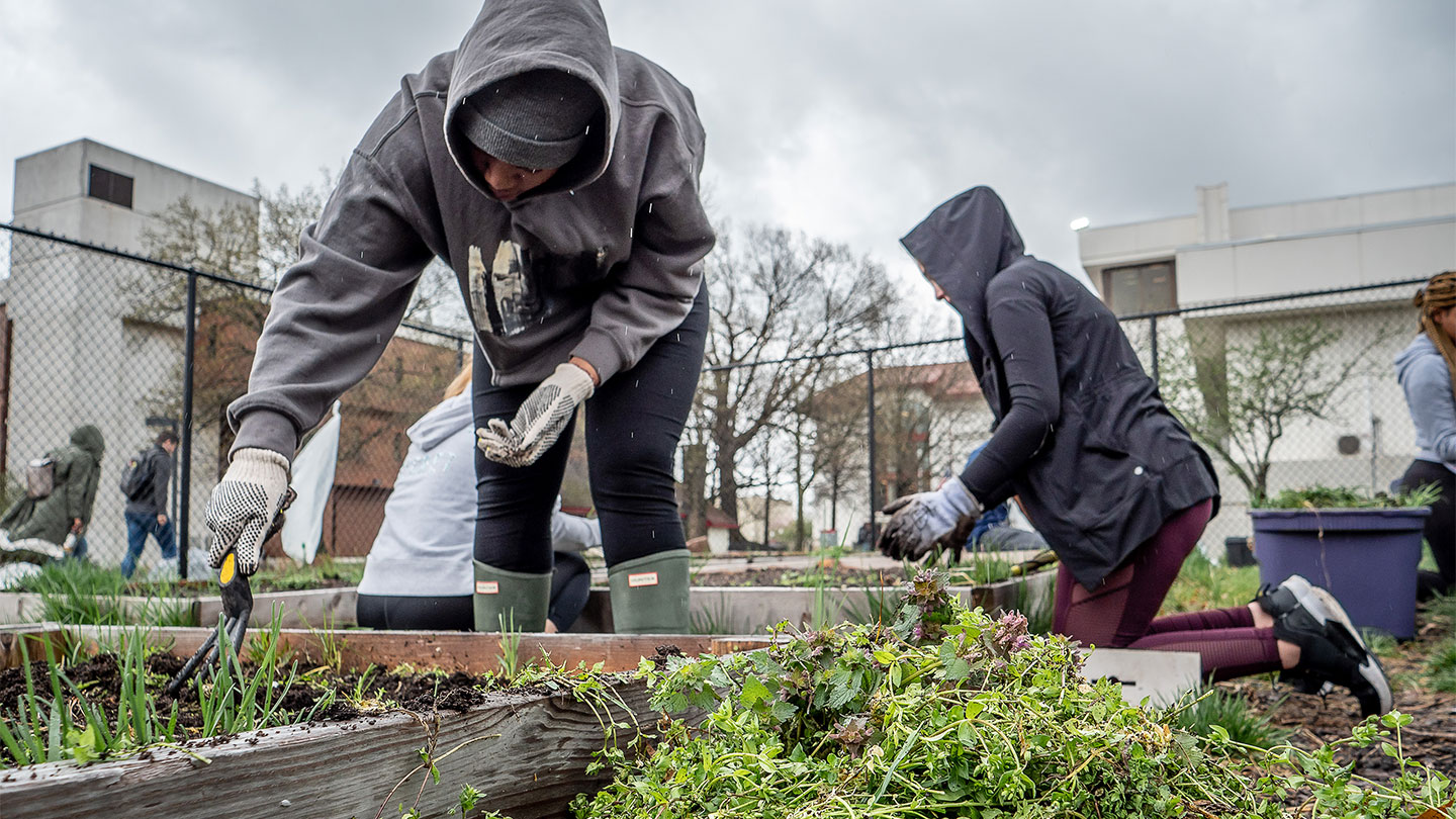 Students prepare the Campus Community Garden for the summer growing season.