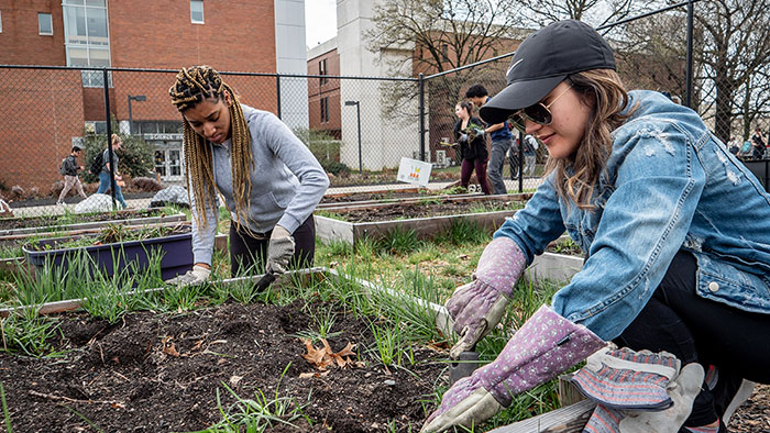 Students tend the Campus Community Garden to donate vegetables