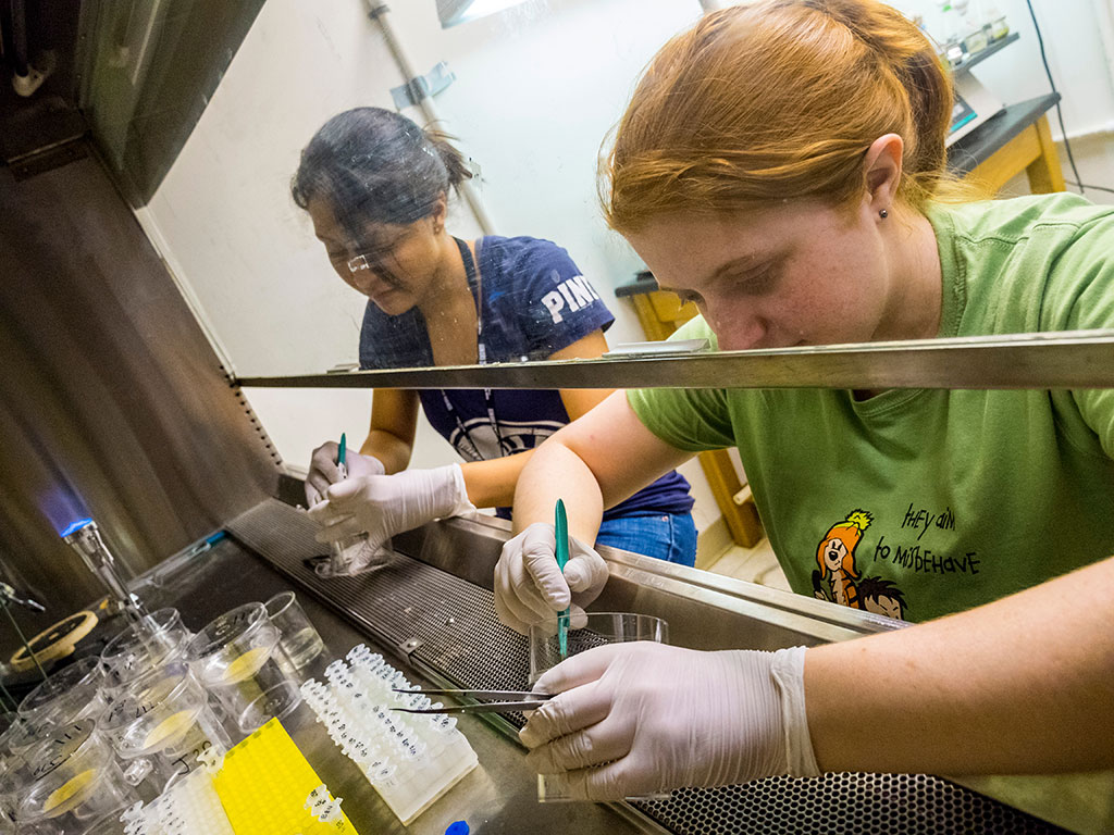 Julia Dondero, right, while a student at Montclair State, extracts DNA samples in the University’s laminar flow hood.