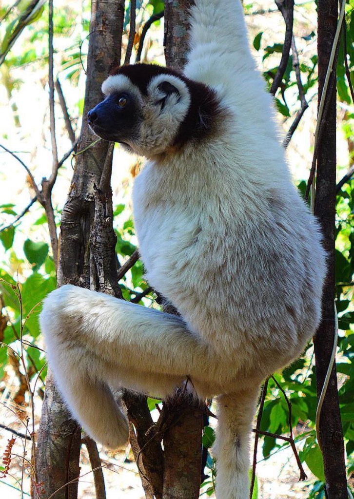 Borgerson’s team is using insects to increase food security and save endangered lemurs.