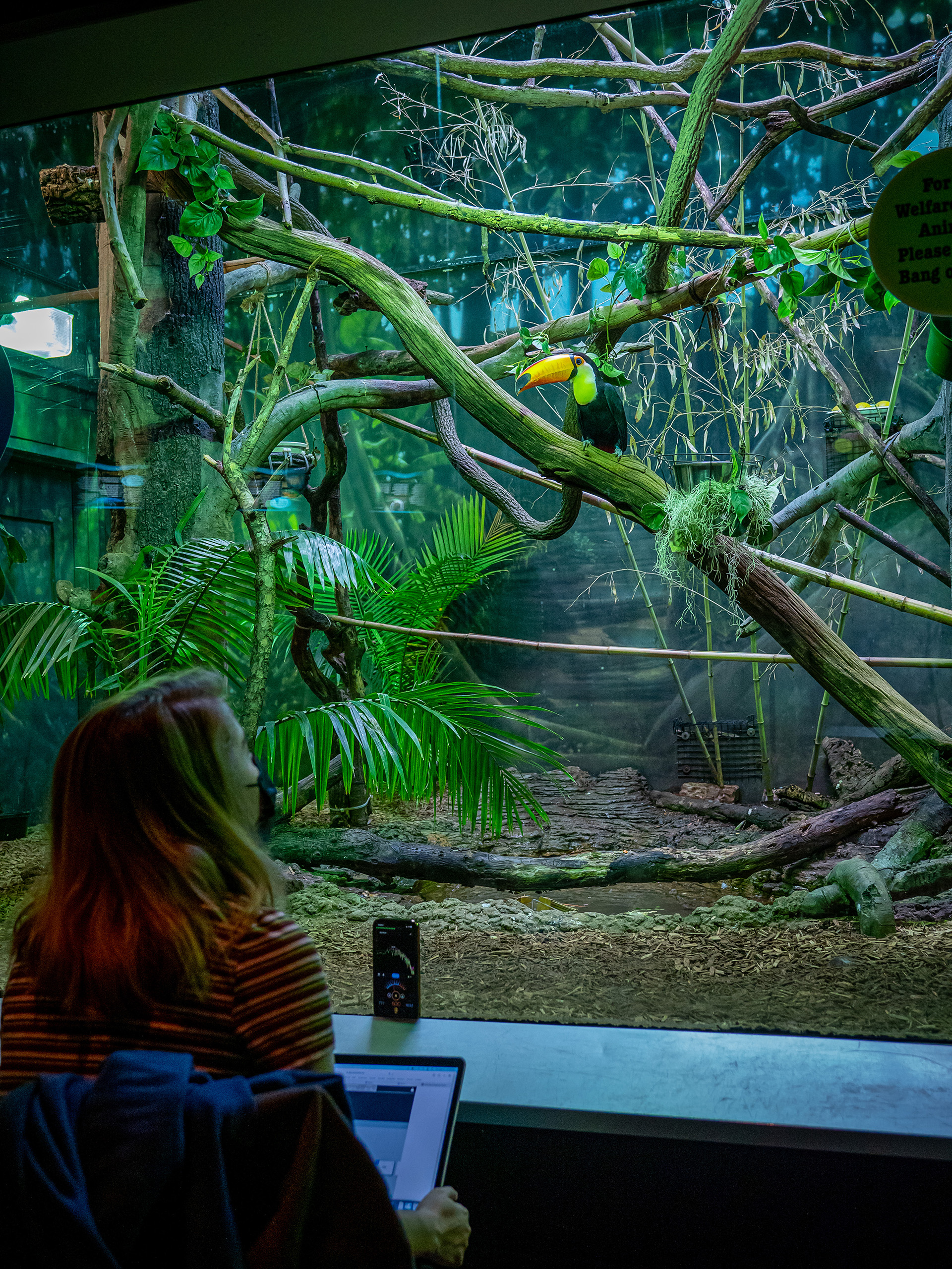 Kristina Ollo watching a toucan behind glass