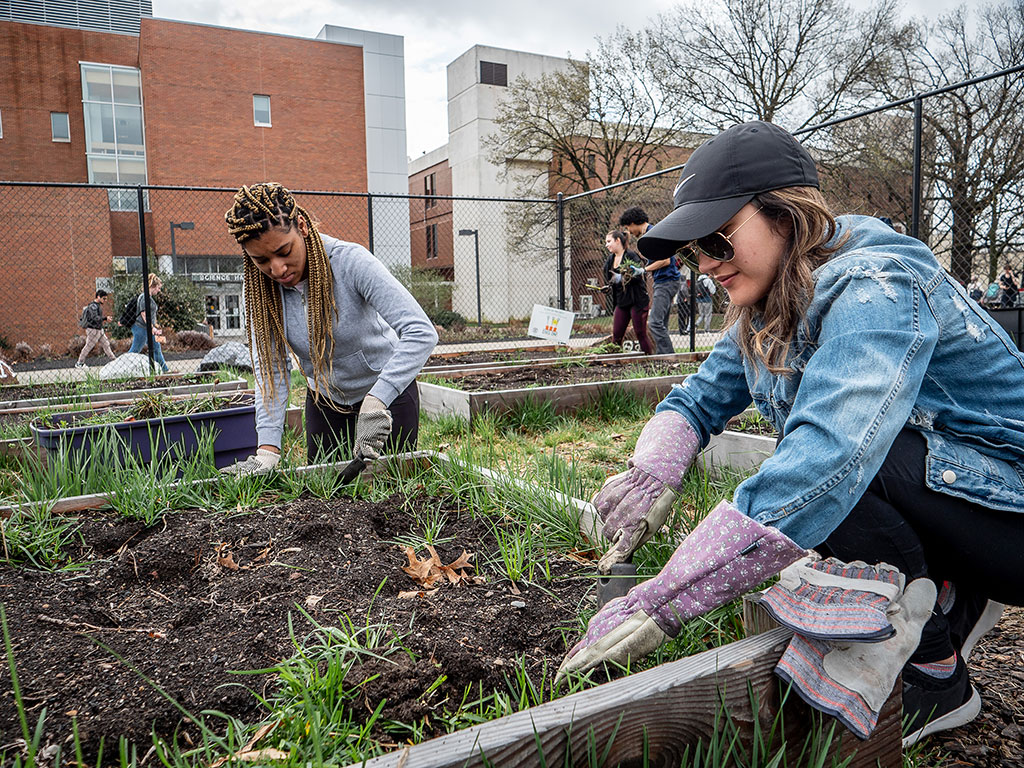 Students tend the Campus Community Garden to donate vegetables
