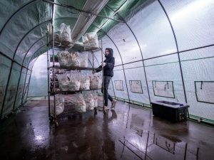 Godek moves a rack full of mushroom blocks in a greenhouse. (Photo by University Photographer Mike Peters)