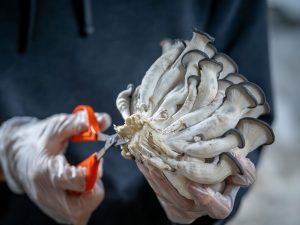 Godek trims mushrooms to remove dirt and substrate at the bottom, ensuring a quality product for customers.