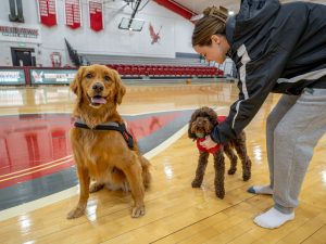 Alt Charley, a golden retriever wearing a black harness, sits on a shiny basketball court, while Pebbles, a mini chocolate labradoodle in a red outfit, stands nearby with a handler. I