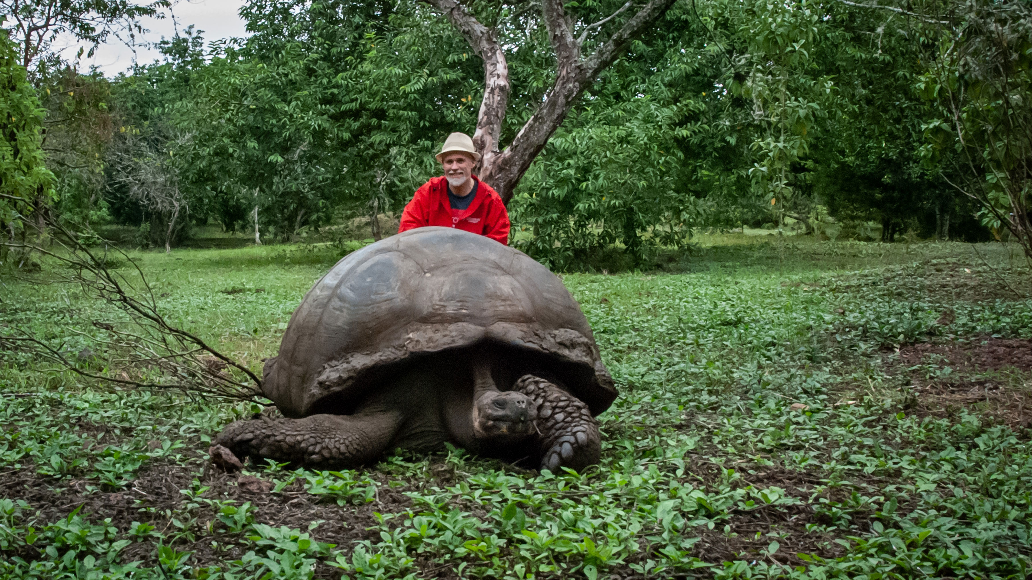 Professor with giant tortoise on Galapagos island