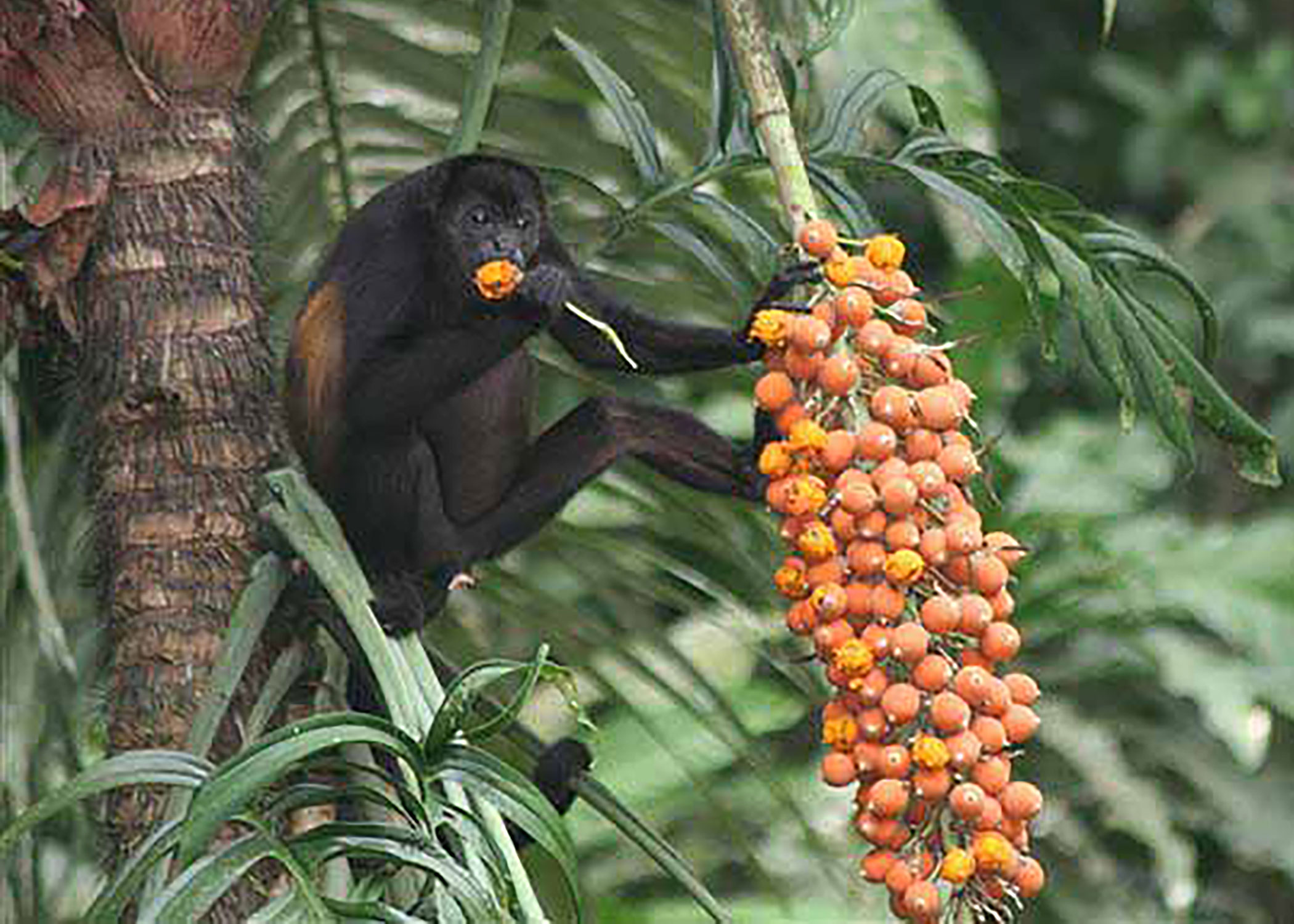 howler monkey eating fruit in a tree