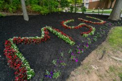 Photo of initials MSU as flowers in a flowerbed.