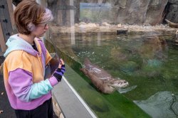 Student at Turtleback Zoo, observing a swimming otter